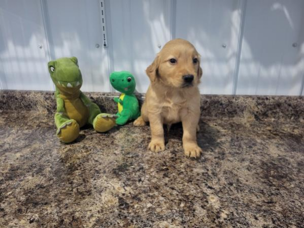 AKC GOLDEN RETRIEVERPUPPIES - Ready 6/11  Call for more details.