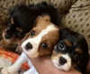 <BR>Cavalier King <BR>Charles Spaniels<BR>  2 Males/1 Female <BR>9 weeks old. Ready for their new<BR>family. Papers, s...