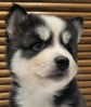 POMSKY PUPPIES FOR SALE     These adorable 7