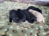 AKC LAB PUPPIES Asking $1500  Ready for New Home 5/22
