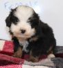 Mini Berniedoodles PupsM & F Black Tri, shots, chipped. lic#16833 call