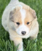 PUPPIES FOR SALE   7 Australian English Shepherds  Born