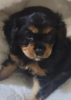 CKCS PUP  Gorgeous Black and Tan F  8 Weeks