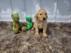 AKC GOLDEN RETRIEVERPUPPIES - Ready 6/11  Call for more details.