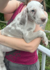 AKC Great Dane Harlequin merle chocolate lilac Sweet Personalities Handled Daily