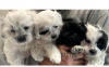 SHORKIE PUPS Small Fancy 8-10lbs.   Ready to go. 