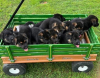 GERMAN SHEPHERD PUPPIES   Males and females ready to go.