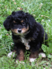 Mini Aussiedoodle Pups M & F  shots wrm chipped black