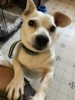 Jack Russel Mix 8 Year old male - 25 lb. Jack