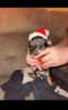 Christmas Chihuahua puppies I have 3 male Chihuahua puppies looking for