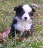 Toy/Mini Australian Shepherd Black Tri $650 Blue Merle $850. Call or