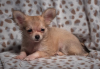 CHIHUAHUA PUPPIES  Males and Females. 14 weeks old.  First