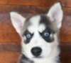 POMSKY PUPPIES FOR SALE  We have 4 adorable/fun-loving, blue-eyed pups
