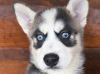 POMSKY PUPPIES FOR SALE  Two of our beautiful blue eyed