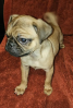 PUG PUPPIES AKC MALES 13 WEEKS VACCINES WORMED 724-989-4906