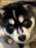 POMSKY PUPPY FOR SALE  Im lonely! My two brothers and